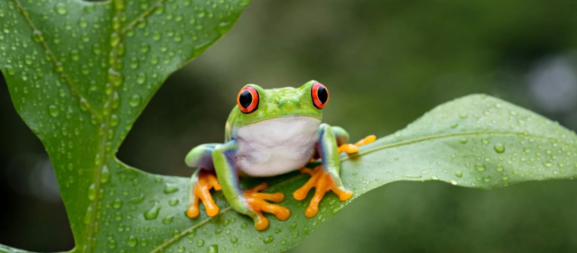 Batrachophobie : quand la peur des grenouilles devient incontrôlable Batrachophobie : quand la peur des grenouilles devient incontrôlable